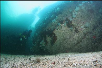 tube-dwelling anemones on sand