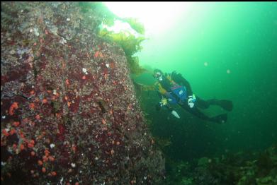 orange tunicates on shallow wall