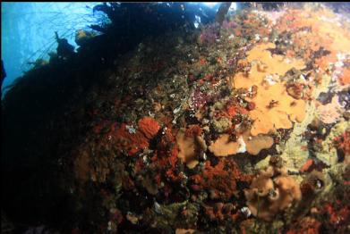 sponge and tunicates in shallows