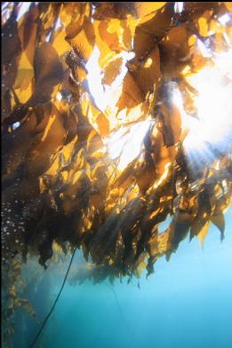 looking up through giant kelp