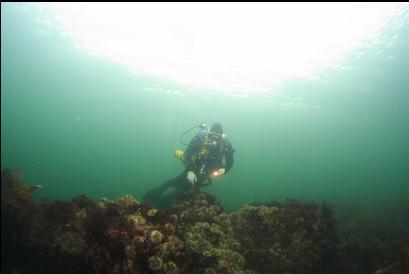 urchins on boulder in shallows