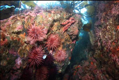 urchins in shallows