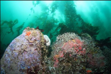 strawberry anemones, etc.