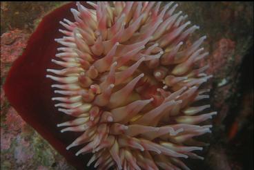 FISH-EATING ANEMONE