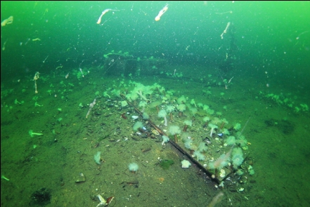 small anemones on the deck of a drydock