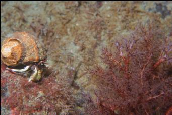 HERMIT CRAB AND BURROWING CUCUMBER