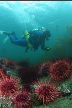 urchins in shallows