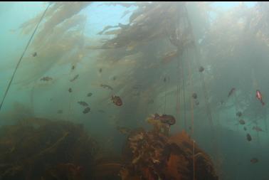 rockfish in kelp