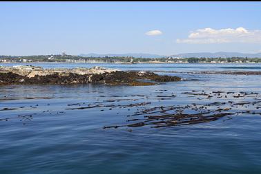 tip of islet and kelp above reef