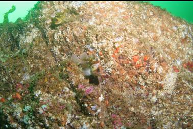 rockfish and zoanthids on shallow wall