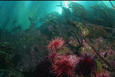 urchins under kelp