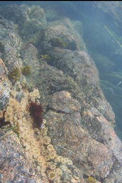 small anemones near boat