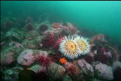 fish-eating anemones