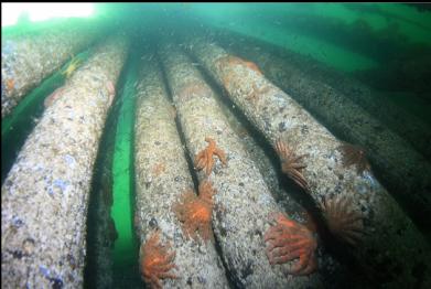 sunflower stars on pilings