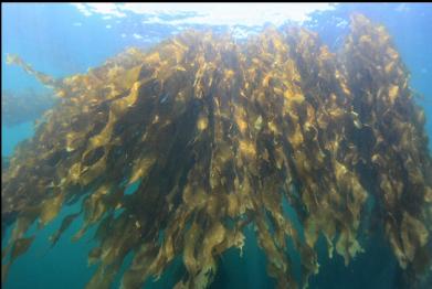 bull kelp