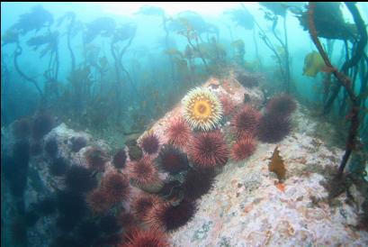 anemone and urchins