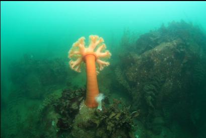 anemone on shallow rocky reef