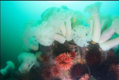 fish-eating anemone under plumose anemones