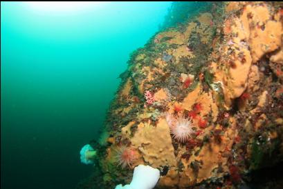 anemones, etc on wall