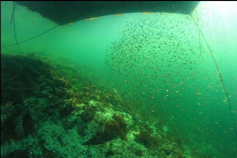 under the dock again