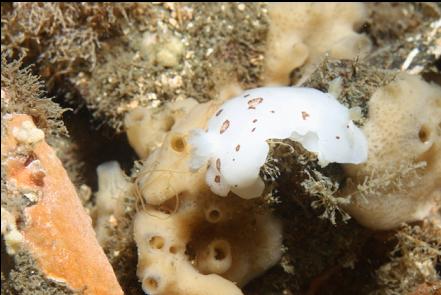 nudibranch