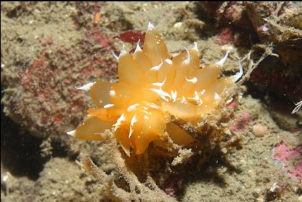 nudibranch