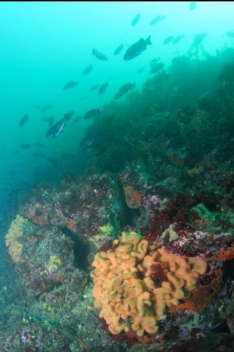 black rockfish and a tunicate colony