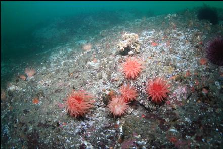 crimson anemones