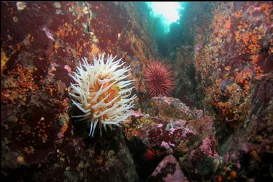 fish-eating anemone in crack on wall