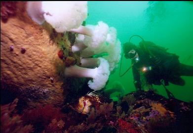 LOOKING AT COPPER ROCKFISH