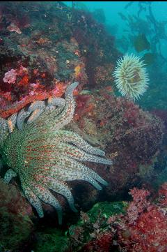 SUNFLOWER STAR AND FISH-EATING ANEMONE