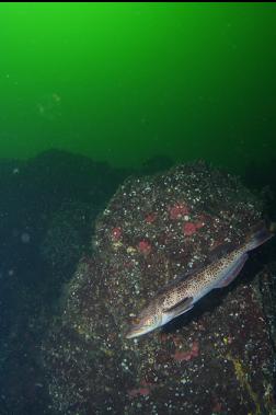 LINGCOD