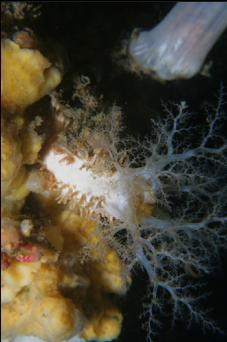 SEA CUCUMBER ON SPONGE ON ROPE