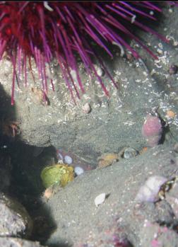 OCTOPUS UNDER BOULDER