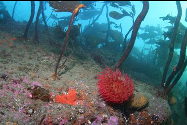 fish-eating anemone