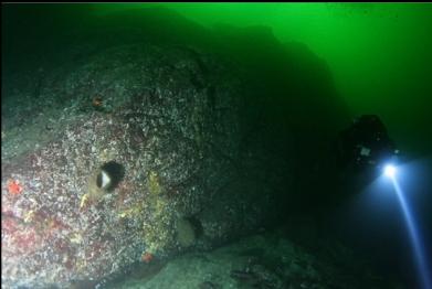 boot sponges on wall