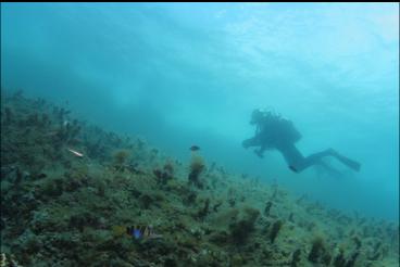 FISH NEAR TOP OF REEF