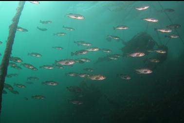 rockfish in kelp