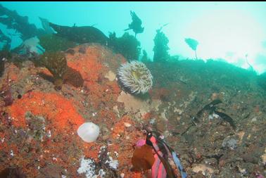 fish-eating anemone near top of wall