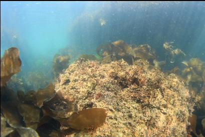 coraline algae in shallows on South side of point