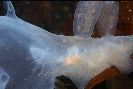 hooded nudibranch