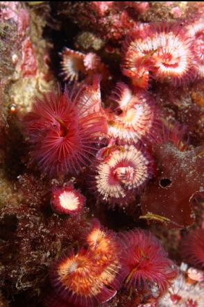 tube worms