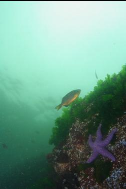 SEASTAR AND PERCH IN SHALLOWS