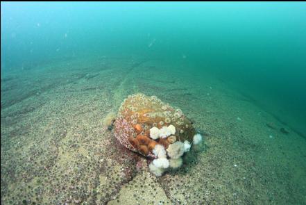 small boulder on top of the urchin-covered reef