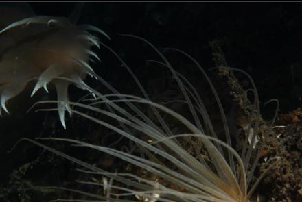 nudibranch hunting a tube-dwelling anemone