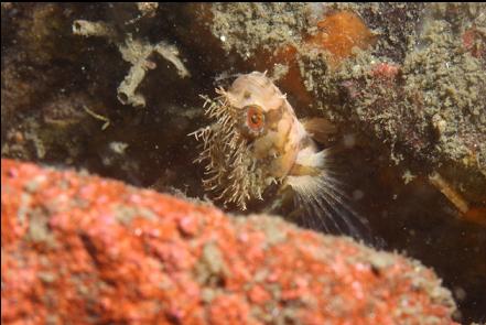 decorated warbonnet