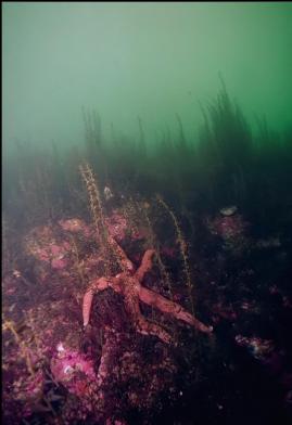 SEASTAR IN SHALLOWS