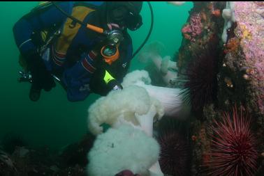 plumose anemones and urchins