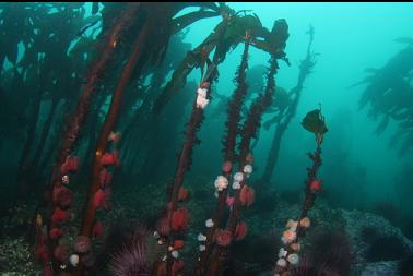 brooding anemones on kelp