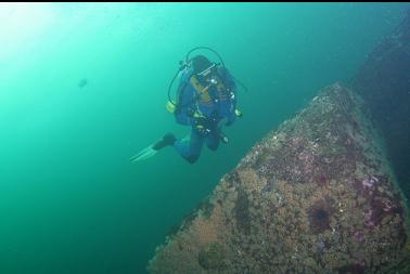 boulder on top of reef